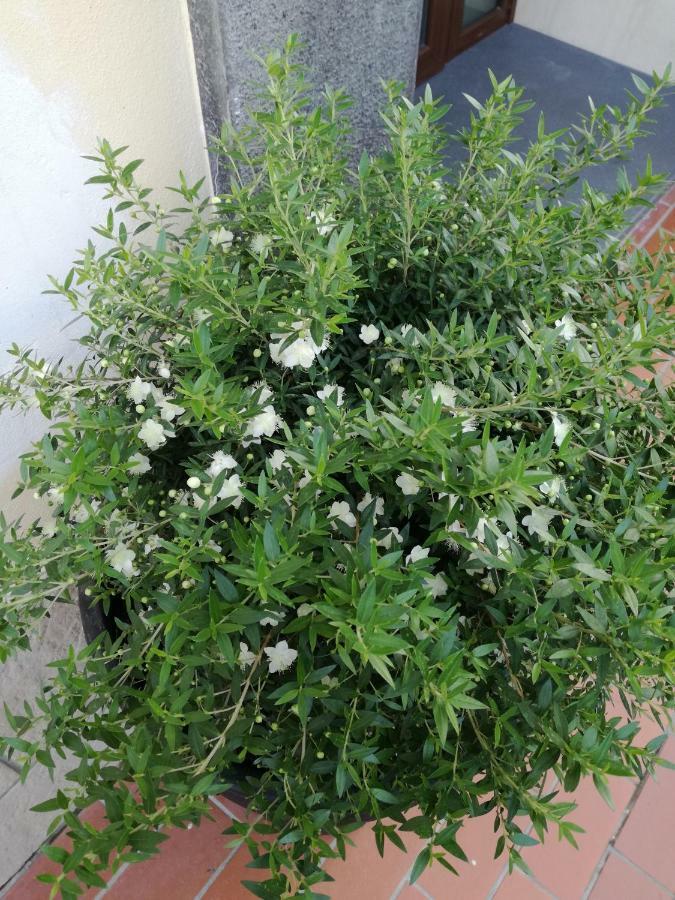 أَجيرولا Jerula B&B المظهر الخارجي الصورة
